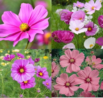 ibains Cosmos flower seeds mix 10 Seed(10 per packet)