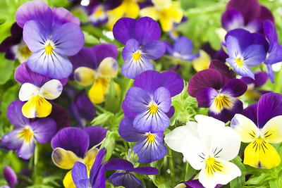 CYBEXIS Pansy Mixed Colour Flower F1 Hybrid Seeds Good Germinetion Seed(50 per packet)