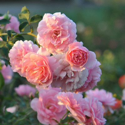 VibeX ® VLR-220 Heirloom Roses - Pink Seed(50 per packet)