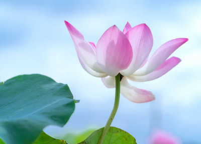 ADVAIT ABEER lotus,kamal gatta Seed(11 per packet)