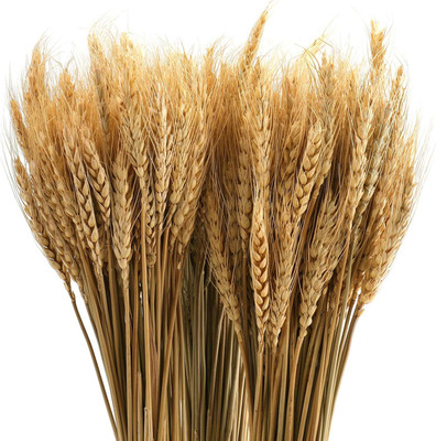 Biosnyg Natural & Trustworthy White Hard Wheat Seeds For Indoor Planting-(2000 Seeds) Seed(2000 per packet)