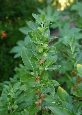 BHUSAN Ashwagandha Seed(105 per packet)