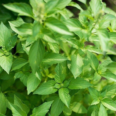 WILLVINE GUA-20 Ocimum basilicum Sweet Dani Basil Seed(1000 per packet)