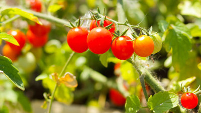 Weber tomato Seed(90 per packet)