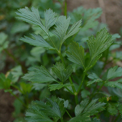 VibeX GBPUT-10 - Parsley - Evergreen - (750 Seeds) Seed(750 per packet)
