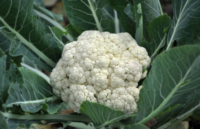 Spocco white cauliflower,gobhee seeds Seed(55 per packet)