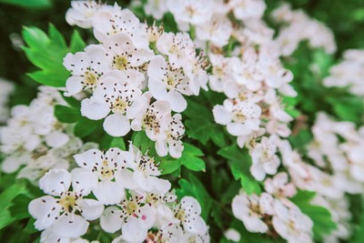 glowgreen gypsophila flower Seed(25 per packet)
