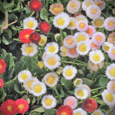 Flipkart SmartBuy Exotic Daisy Flower Mix Seed(25 per packet)