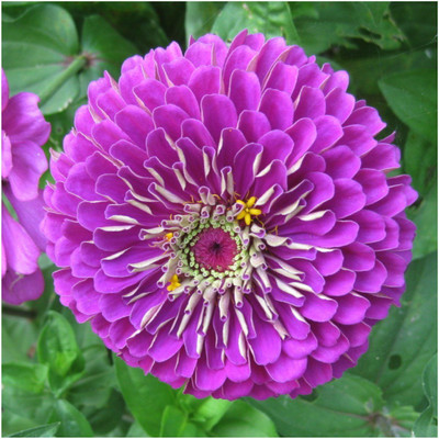Dasstore Zinnia flower seeds pack of 30 Seed(30 per packet)