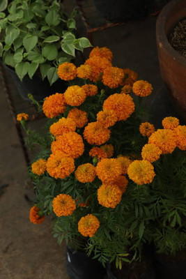 Rani Sati Creation marigold,gende ka phool seeds Seed(21 per packet)