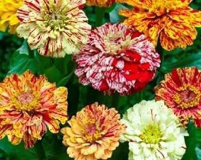 CYBEXIS Rare ZINNIA PEPPERMINT STICK FLOWER SEEDS Seed(1 g)