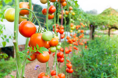 FARMGO tomato Seed(140 per packet)