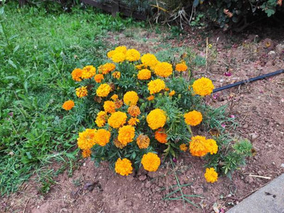Treepoint marigold/gende ka phool flower seeds Seed(75 per packet)