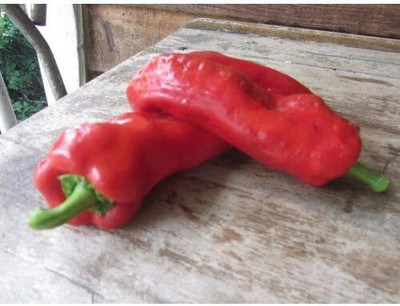 Biosnyg F1 Hybrid Choricero Cuerno de Cabra Pepper Seeds For Planting-(2000 Seeds) Seed(2000 per packet)