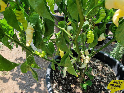 Biosnyg High Germination White Faddas Chilli Seeds For Gardening-(2000 Seeds) Seed(2000 per packet)