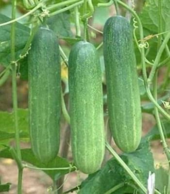 Cloud Farm Cucumber Seed(20 per packet)