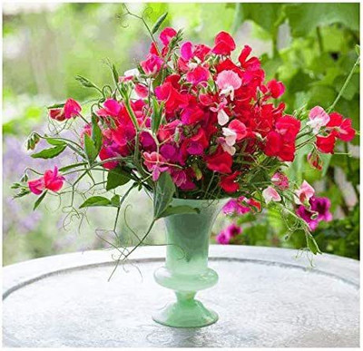 CYBEXIS Sweet Pea 'Special' 20 Flower Seeds Seed(50 per packet)