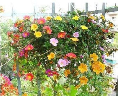 Aywal 11'o Clock Flower Seed(70 per packet)