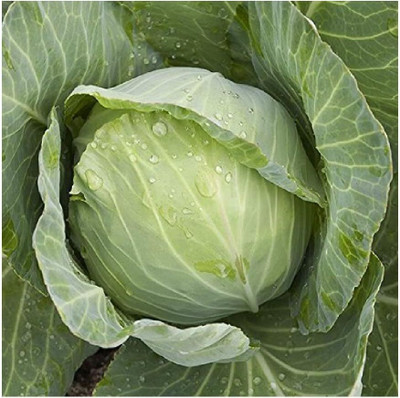WILLVINE AMR -III Cabbage Golden Acre [1g] Seed(300 per packet)