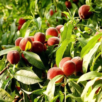 Lorvox Peach Dry Fruit Tree Seed(8 per packet)