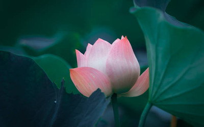 DTDs lotus,kamal seeds Seed(13 per packet)