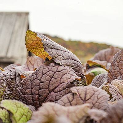 VibeX ® XLR-359 Japanese Giant Red Mustard Greens Seed(500 per packet)
