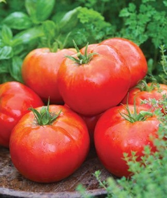 WILLVINE Imported Red-Tomato [1g, 300 Seeds] Seed(300 per packet)