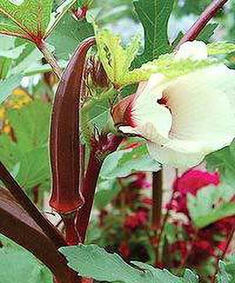 KANAYA Red Okra Red Ladies Finger Seed(30 per packet)