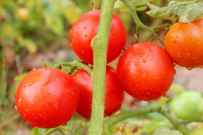 DROXTY tomato Seed(85 per packet)