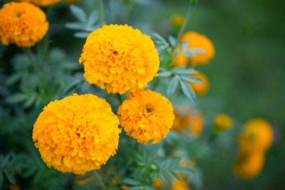 Sankat Mochan Ayurveda marigold/gende ka phool flower seeds Seed(50 per packet)