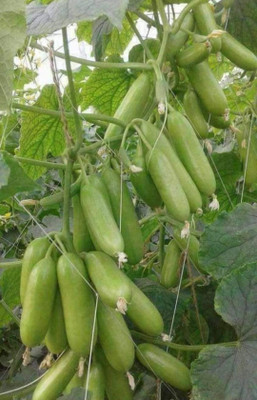 HYBRID KGP cucumber seeds, khera seeds highest yield Verity early fruiting Seed(1 per packet)