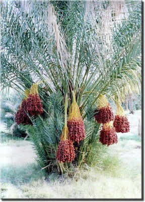 Aywal Date palm/khajur Seed(20 per packet)