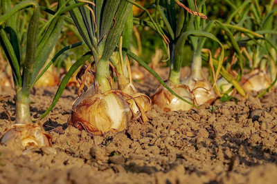 WILLVINE PUSA -IV Aartika Onion (Research) Desi Onion [10g] Seed(7500 per packet)