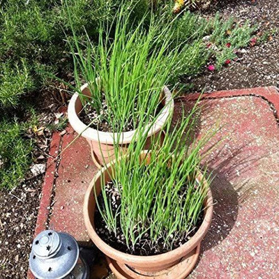 CYBEXIS Pernnial Spring Onion Seeds1000 Seeds Seed(1000 per packet)