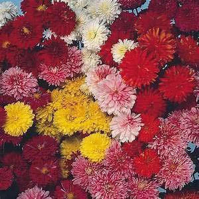 CYBEXIS Chrysanthemum Flower Mix Colour Seeds F1 Hybrid Seed(50 per packet)
