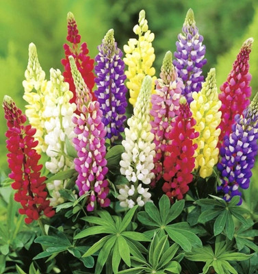 CWAN Persistent lupine - a mixture Seed(50 per packet)