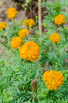 Arshiayat marigold,gende ka phool seeds Seed(21 per packet)