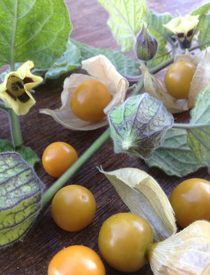 QALANDAR Cape Gooseberry(रसभरी) Seed(20 per packet)