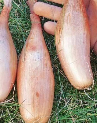 KNESSiN Shallot Onion Seed(200 per packet)