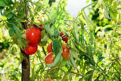 DAYAKISHAN tomato Seed(75 per packet)