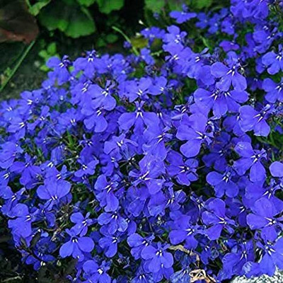 Lorvox Exotic sweet allysum Seed(50 per packet)