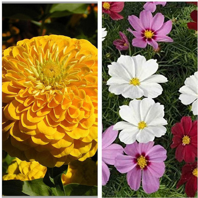 LPR MIX COMBO, FLOWER COMBOO Seed(25 per packet)