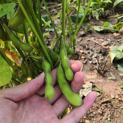 CYBEXIS Fast Growing Productive High Germination Green Garden Seeds-100 Seeds Seed(100 per packet)