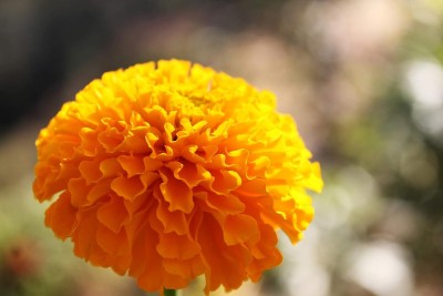 Qualtivate GUA-7 Crackerjack Marigold Seeds Seed(500 per packet)