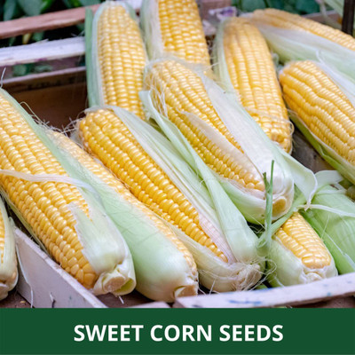 WILLVINE NKR -IX NP-30 Corn Seeds-[100g] Seed(400 per packet)