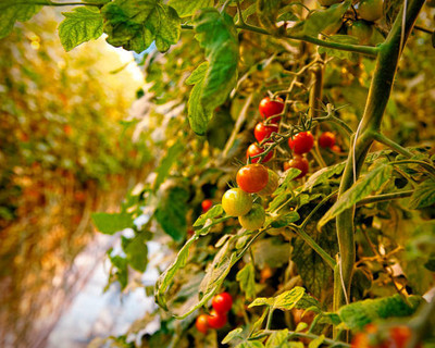 Flora Valley tomato Seed(135 per packet)