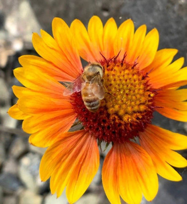 Avysa Blanket Flower--Gaillardia aristata Seed(20 per packet)
