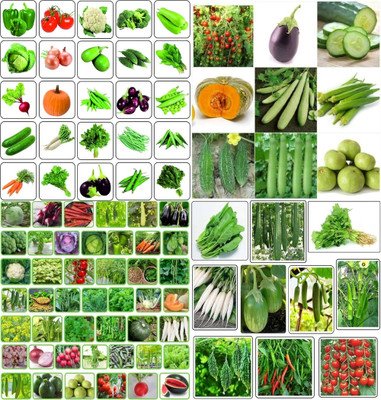 ibains All use combo vegetable seeds biij 201 Seed(201 per packet)