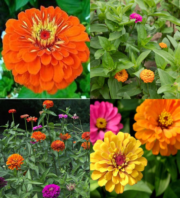 ibains Zinnia hybrid double mixed seeds garden seeds flowers beez 22 Seed(52 per packet)