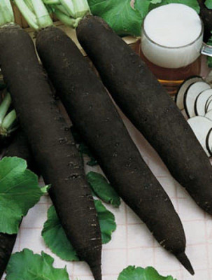 CYBEXIS VVI-55 - Black Radish - (750 Seeds) Seed(750 per packet)